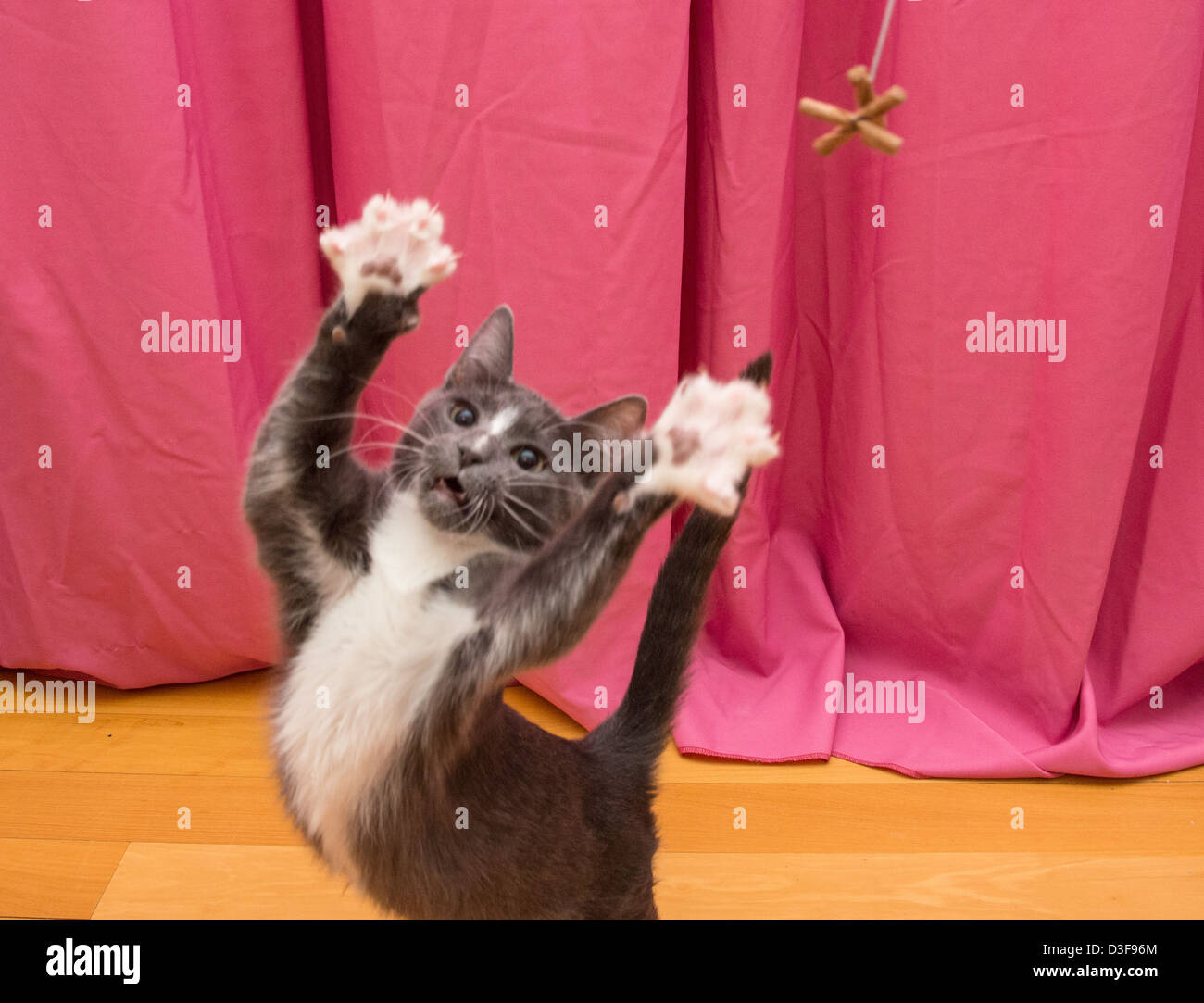 Junge vier Monate alten grauen und weißen Smoking Katze spielen, Pfoten erweitert, um Spielzeug zu erreichen Stockfoto