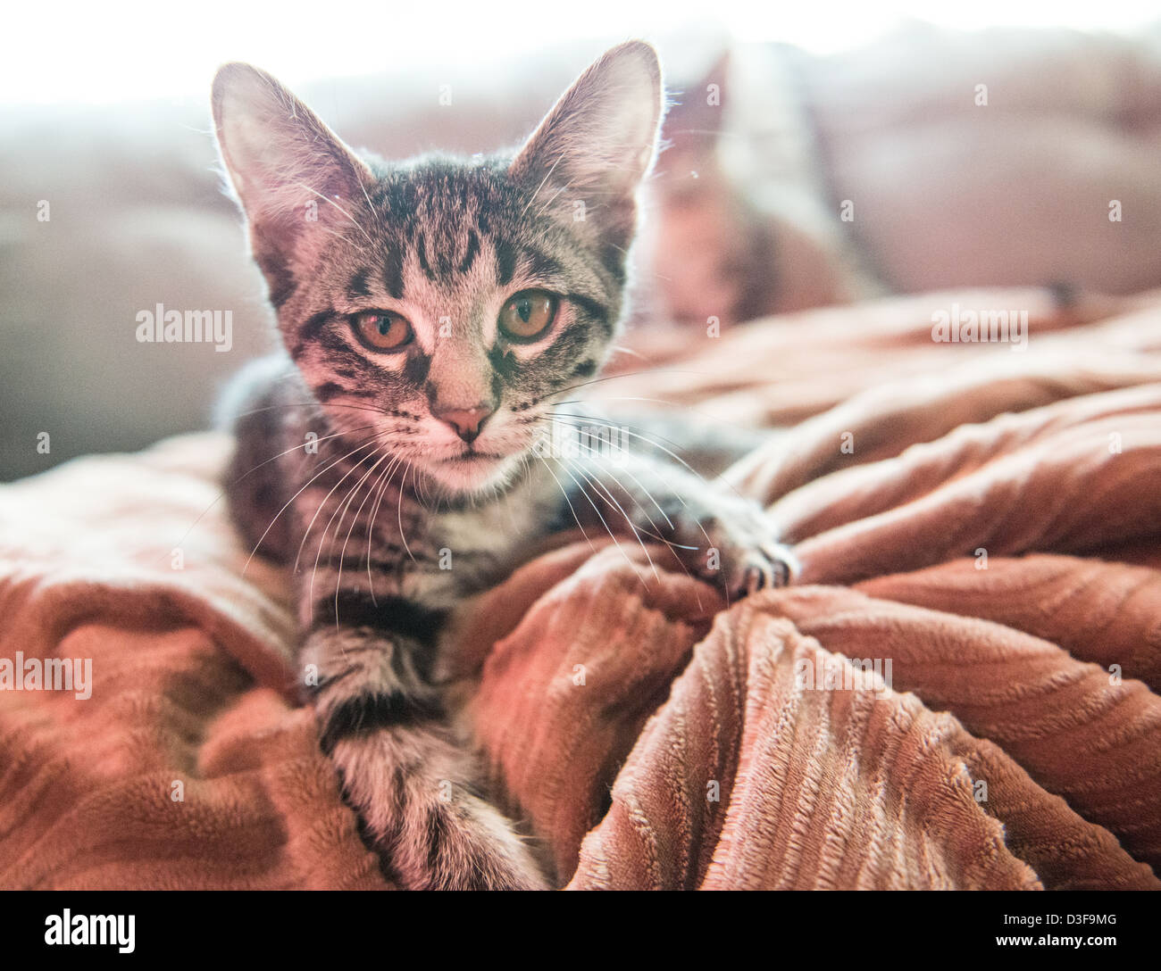 Drei Monate alte Tabby gestreiften männlichen Kätzchen spielen mit einer Decke Stockfoto