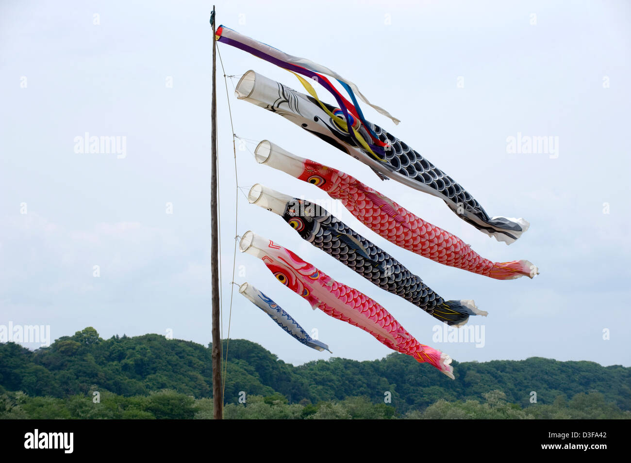 Bunte japanische Koinobori Karpfen Streamer für jedes Familienmitglied-Welle in der Sonne vor einem blauen Himmel auf Jungentag, 5. Mai. Stockfoto