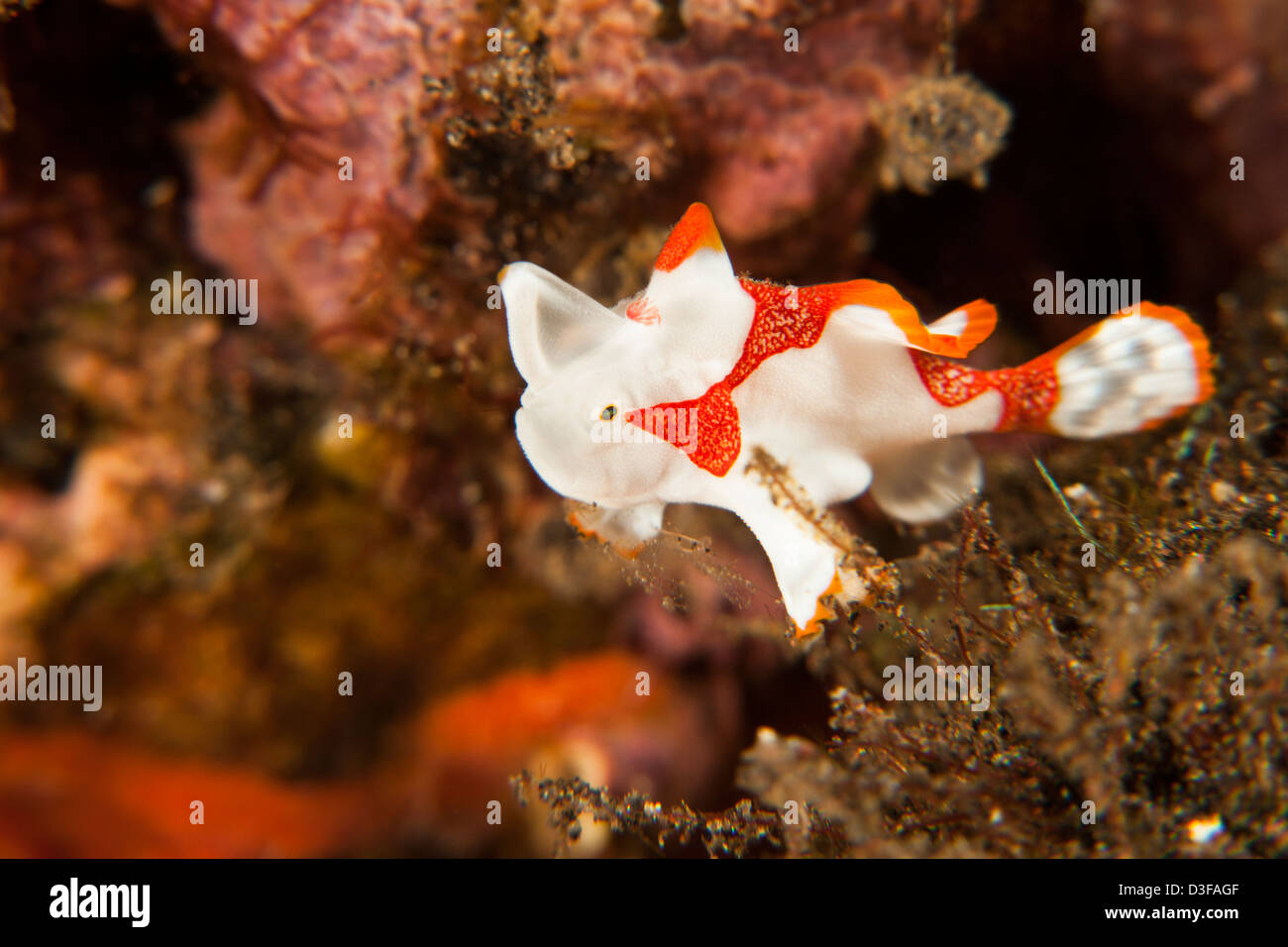 Warzige Anglerfisch (Antennarius Maculatus), juvenile, ruht auf einem tropischen Korallenriff in Bali, Indonesien. Stockfoto