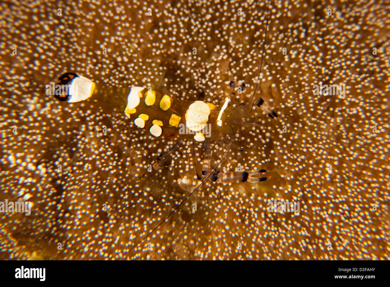 Pfauenschwanz Anemone Garnelen (Periclimenes Brevicarpalis) an einem tropischen Korallenriff in Bali, Indonesien. Stockfoto