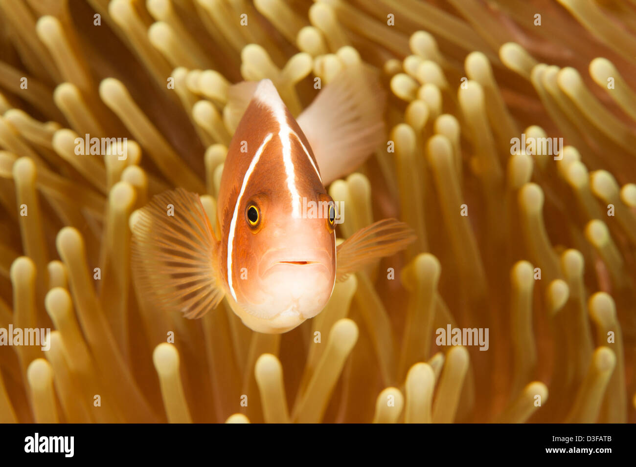 Rosa, Anemonenfische (Amphiprion Perideraion) Höchststand von der Anemone an einem tropischen Korallenriff in Bali, Indonesien. Stockfoto