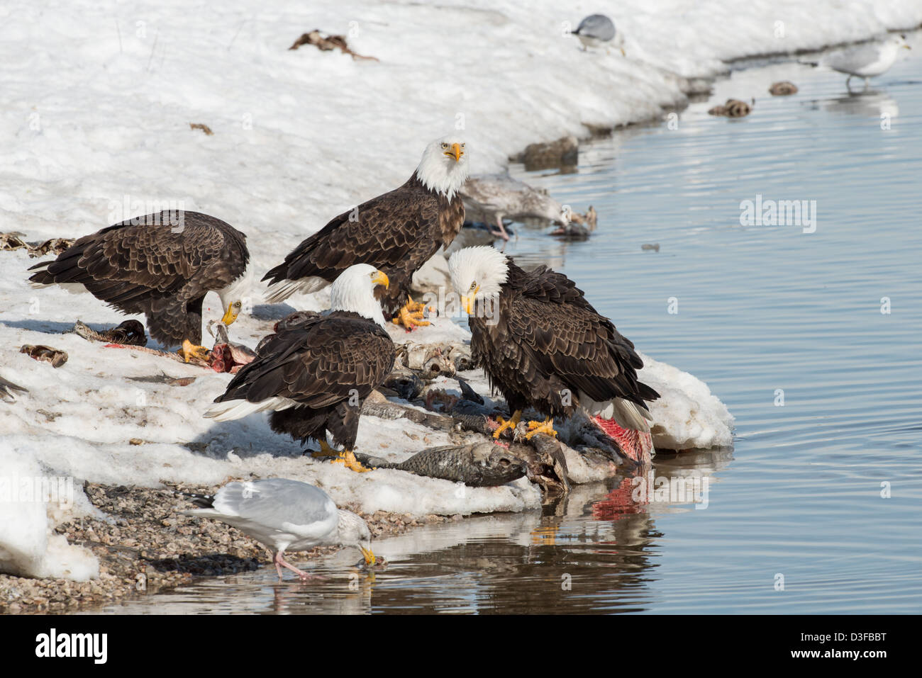 Stock Foto von Weißkopfseeadler ernähren sich von Fisch. Stockfoto