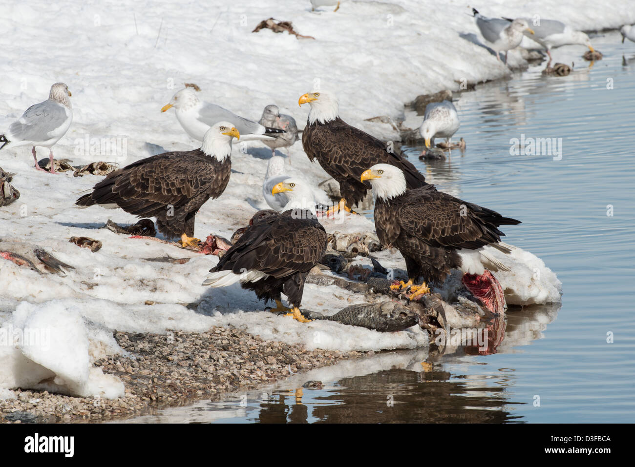 Stock Foto von Weißkopfseeadler ernähren sich von Fisch. Stockfoto