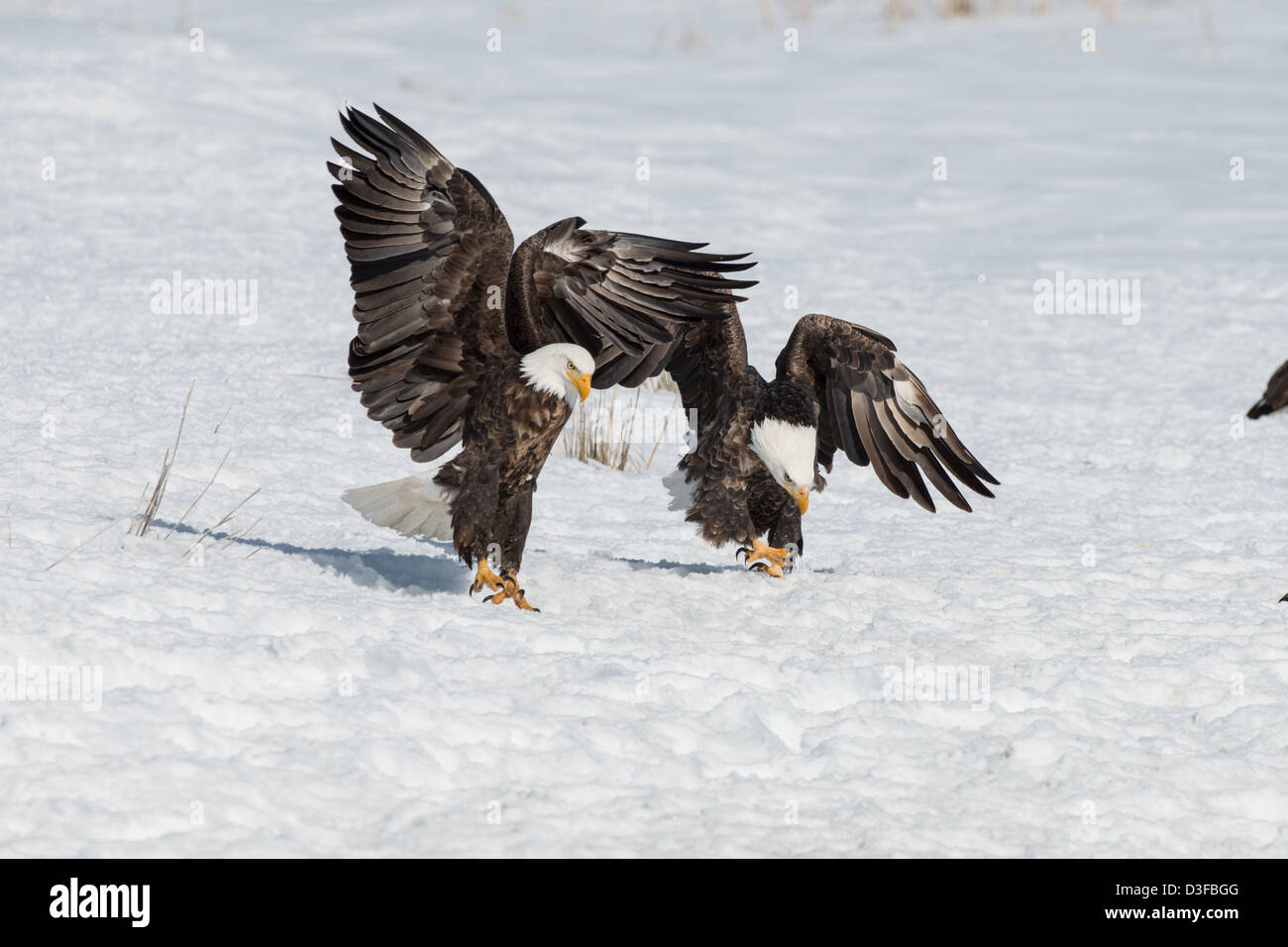 Fotoarchiv der Weißkopf-Seeadler kämpfen. Stockfoto