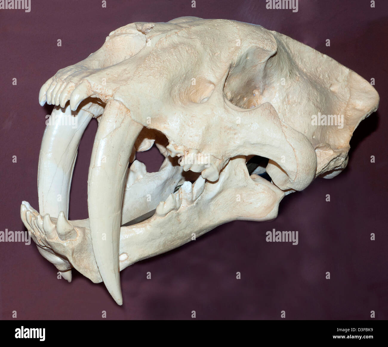 Schädel einer heute ausgestorbenen Sabertooth-Katze (Smilodon Fatalis) Stockfoto