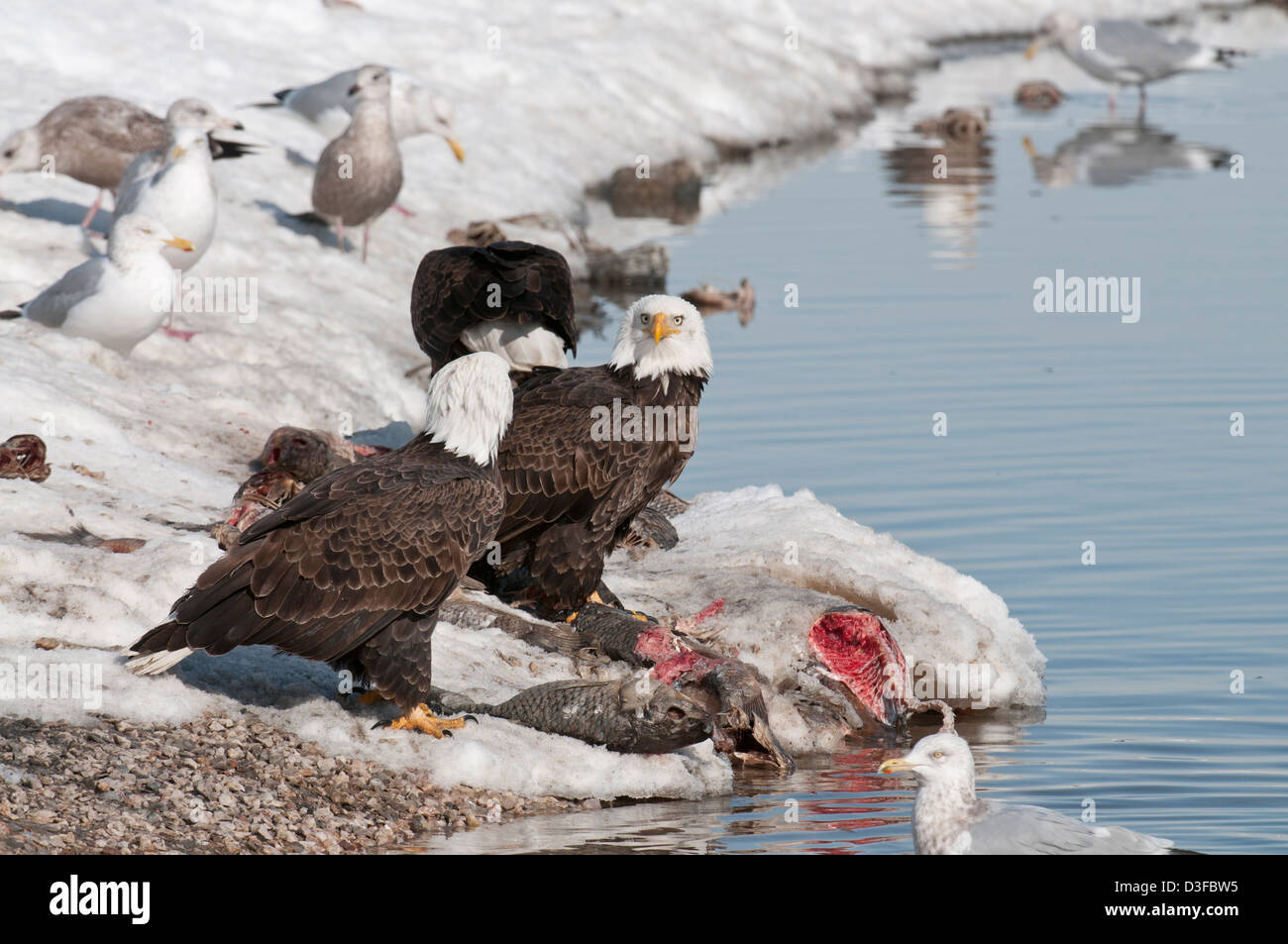 Stock Foto von Weißkopfseeadler ernähren sich von Fisch. Stockfoto