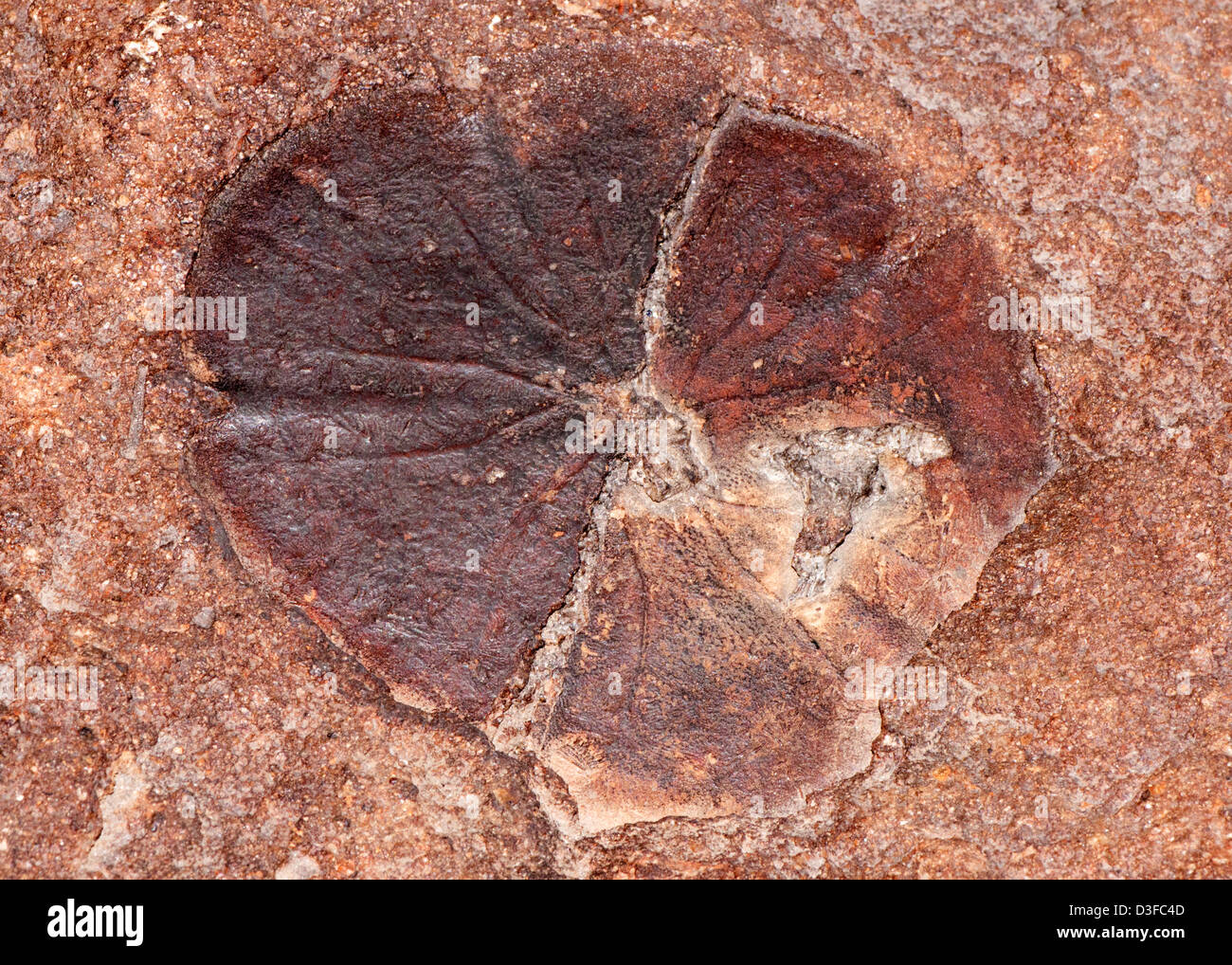 Fossilen Sanddollar in Sedimentgestein Stockfoto