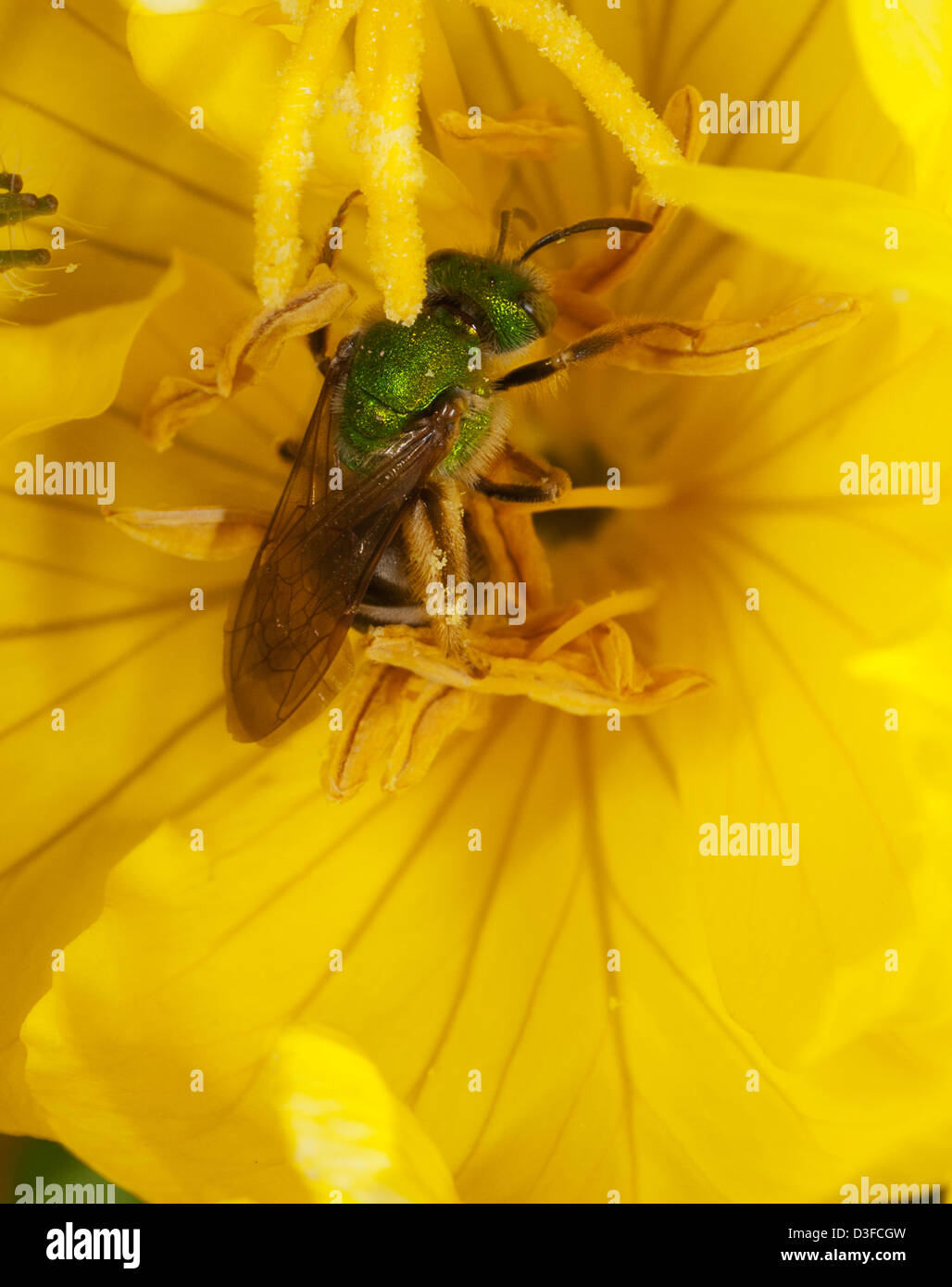 Halictid Biene auf Futtersuche auf Hidcote St. Johanniskraut Blüten Stockfoto