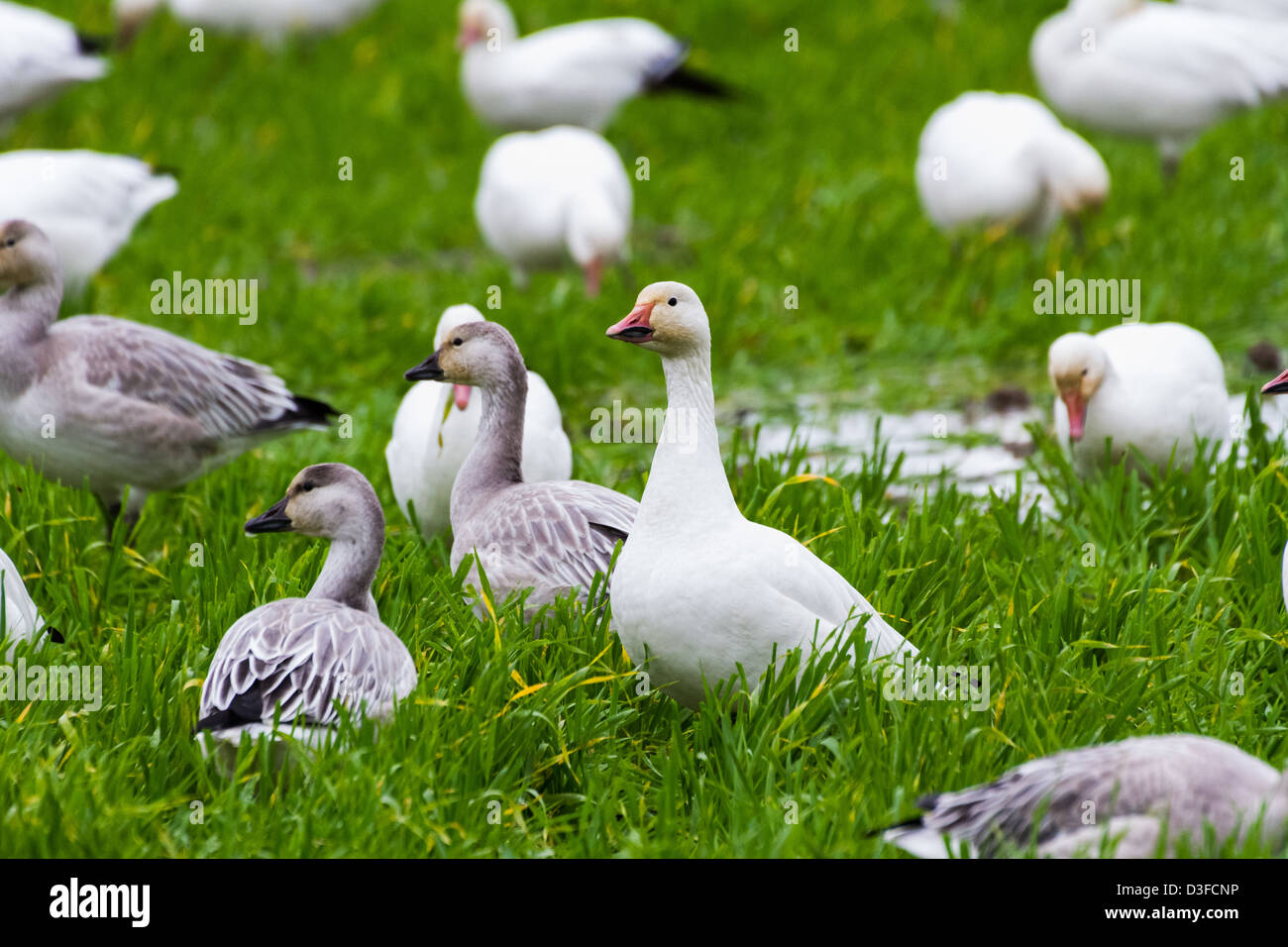 Schneegans und Grass in Richmond, Kanada Stockfoto