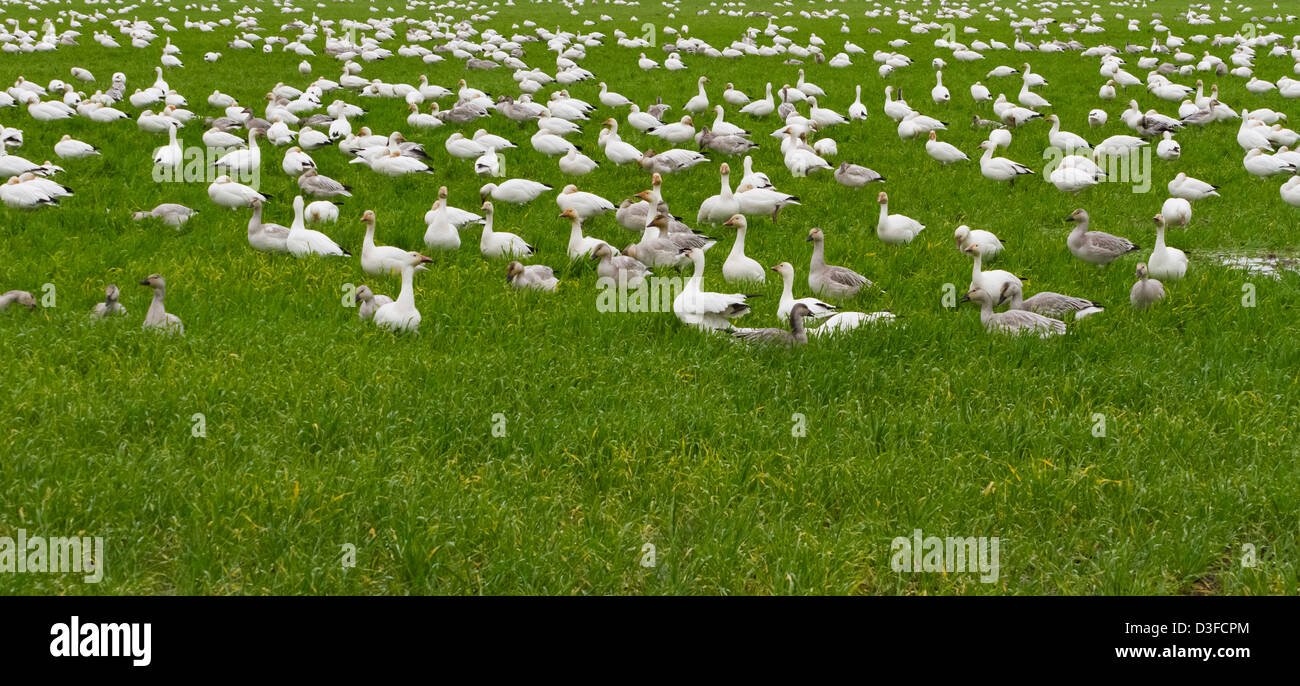 Schneegans und Grass in Richmond, Kanada Stockfoto