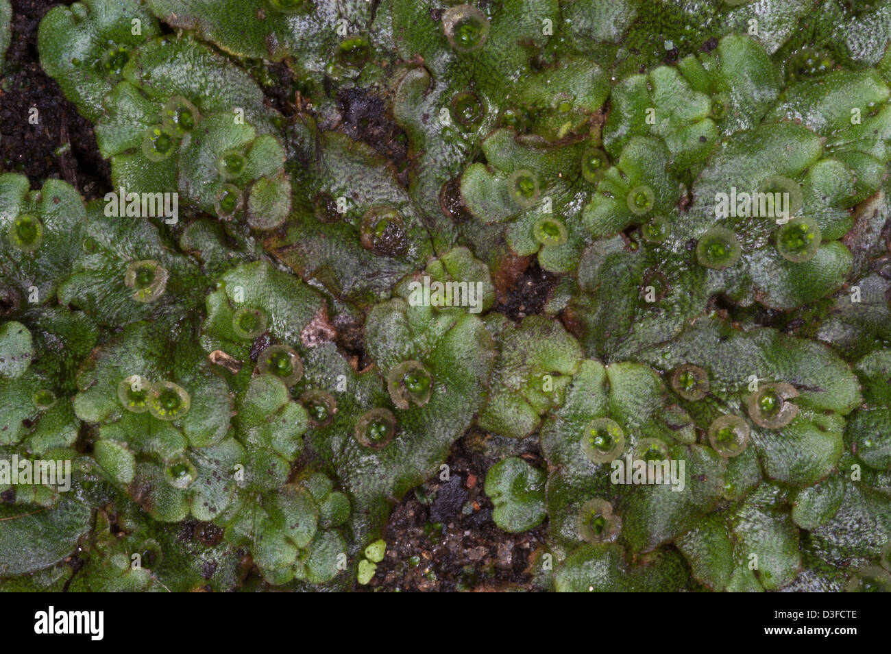 Thallose Liverworts sind eine Abteilung des nicht-vaskulären Moose Landpflanzen Stockfoto