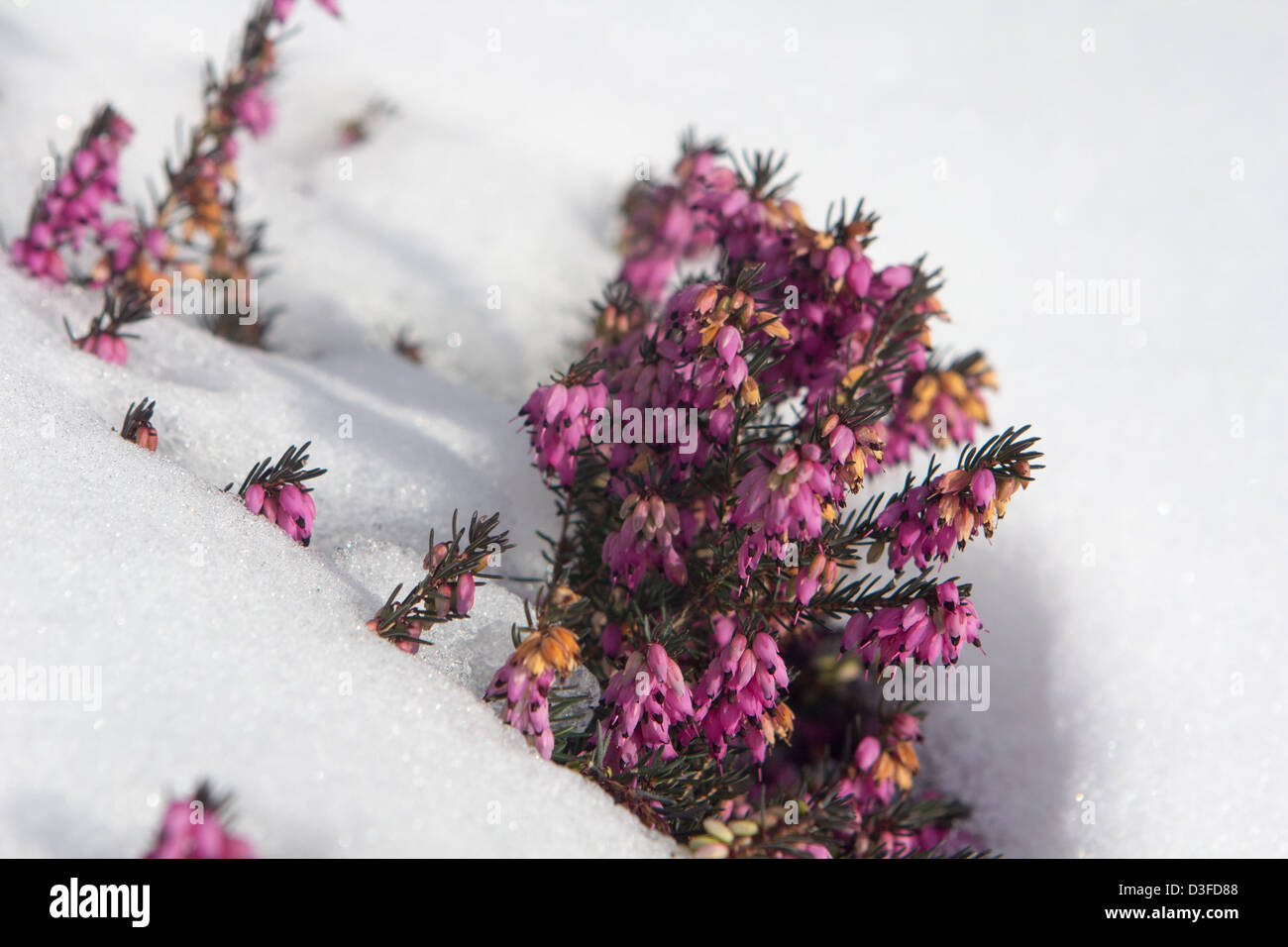 Heather wächst durch eine Decke von Schnee Stockfoto