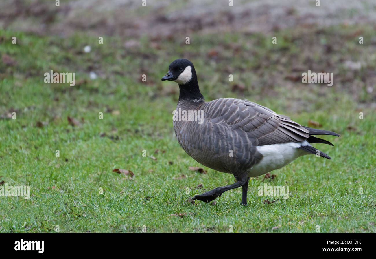 Schnatternde Gans mit grünen Rasen Stockfoto