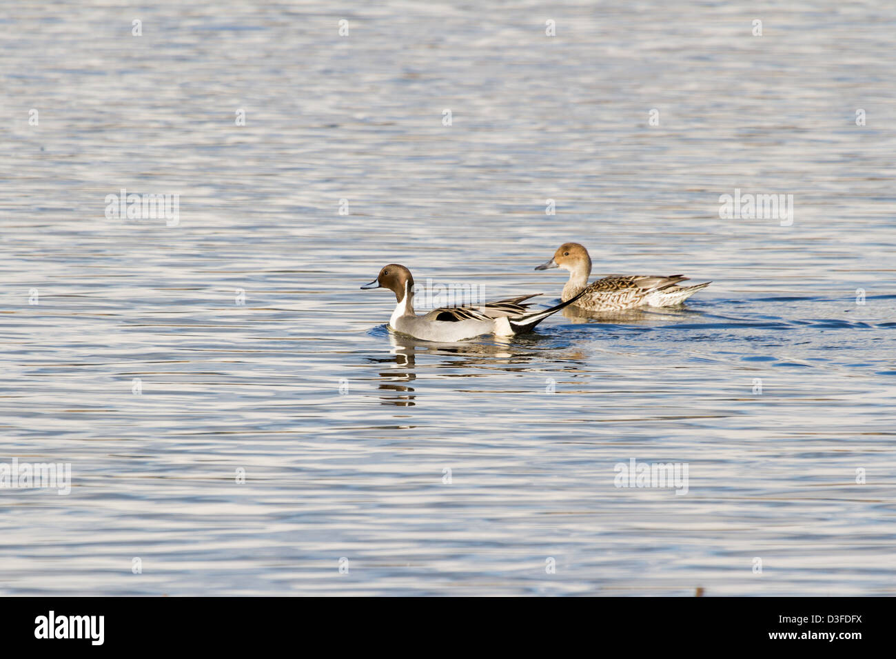 Nördlichen Pintail, männlich und weiblich Stockfoto