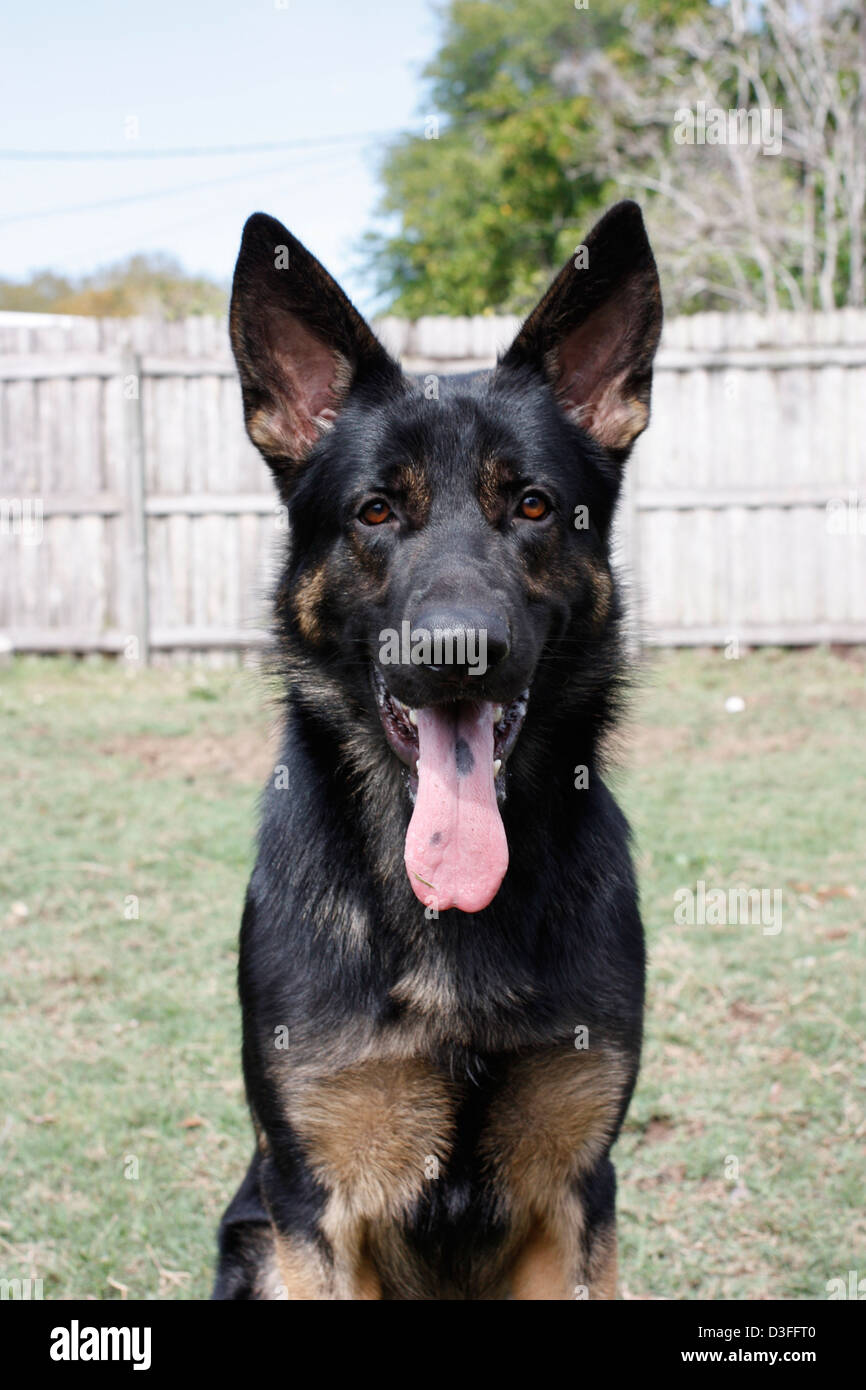 Deutscher Schäferhund Stockfoto