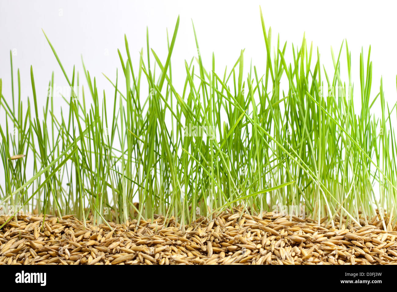 Grüner Rasen und Saatgut closeup Stockfoto