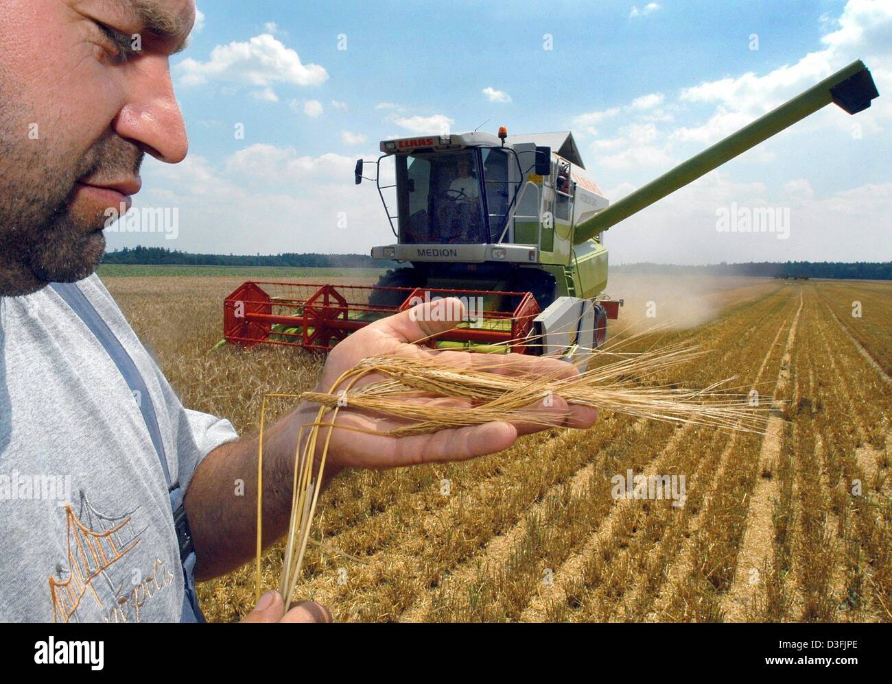 (Dpa) - Landwirt Max Buchner Wintergerste überprüft während der Ernte auf seinem Gebiet in der Nähe von Suenching, Deutschland, 8. Juli 2003. Aufgrund der langes heiße und trockene Zeit Züchter massiven Ernteausfällen erwarten. Winter-Getreide wie Gerste und Weizen zu schnell so das Getreide gereift wächst nicht zu seiner vollen Größe und produziert weniger Mehl. Stockfoto