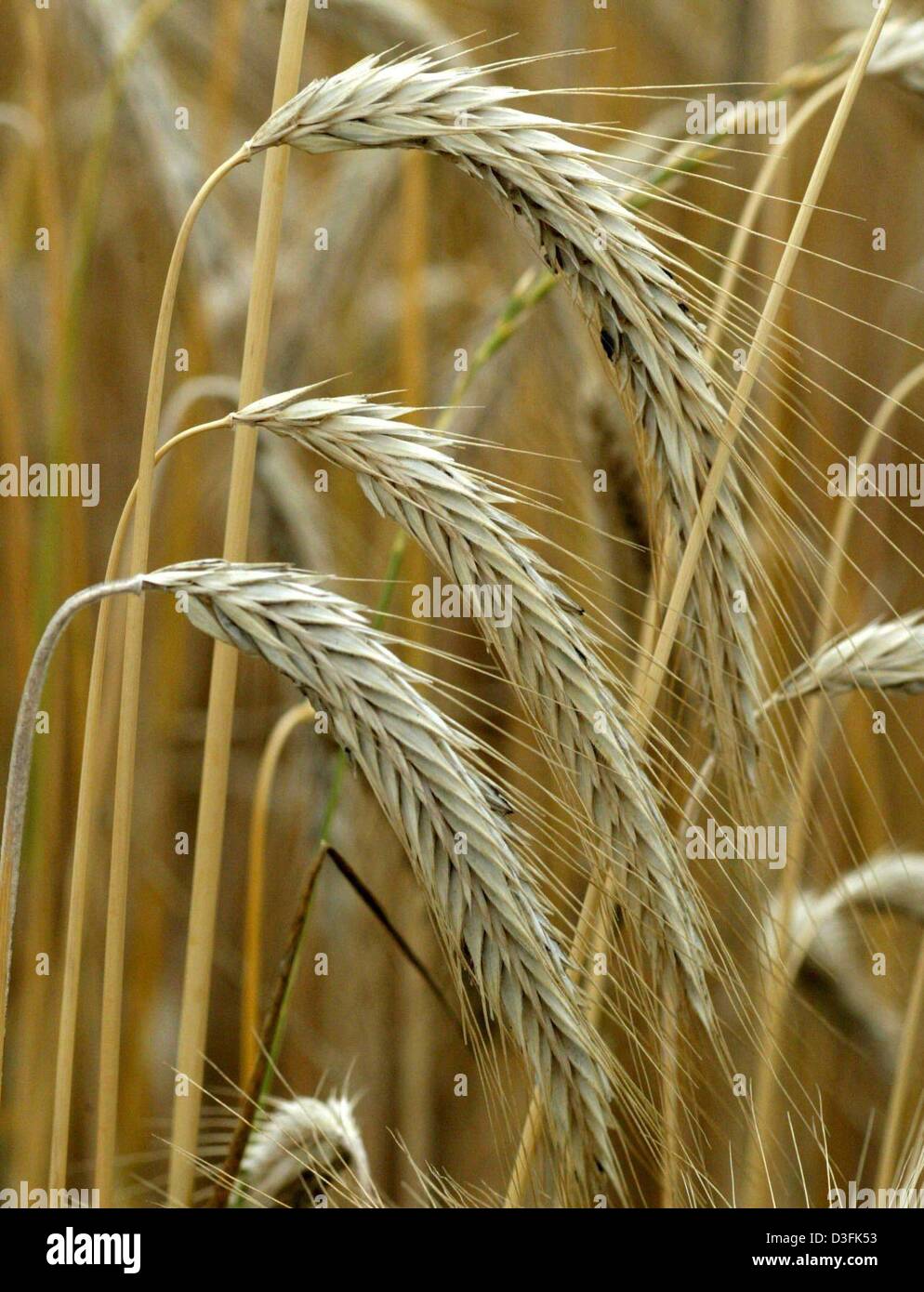 (Dpa) - Bigg (Hordeum Vulgare) ist auf einem Feld in der Nähe von Freiburg im Breisgau, 27. Juni 2003 abgebildet. Aufgrund der langes heiße und trockene Zeit Züchter massiven Ernteausfällen erwarten. Winter Getreide wie Gerste und Weizen zu schnell so das Getreide gereift sind nicht zu seiner vollen Größe wachsen und produzieren weniger Mehl. Stockfoto