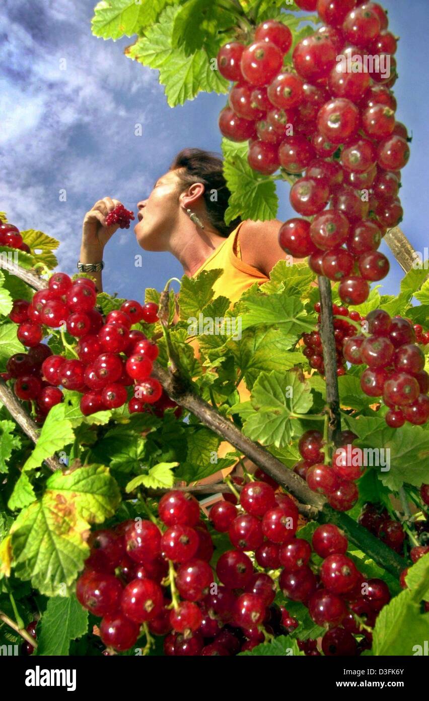 (Dpa) - eine Frau isst Johannisbeer Beeren, Zellingen, Deutschland, 23. Juni 2003. Stockfoto