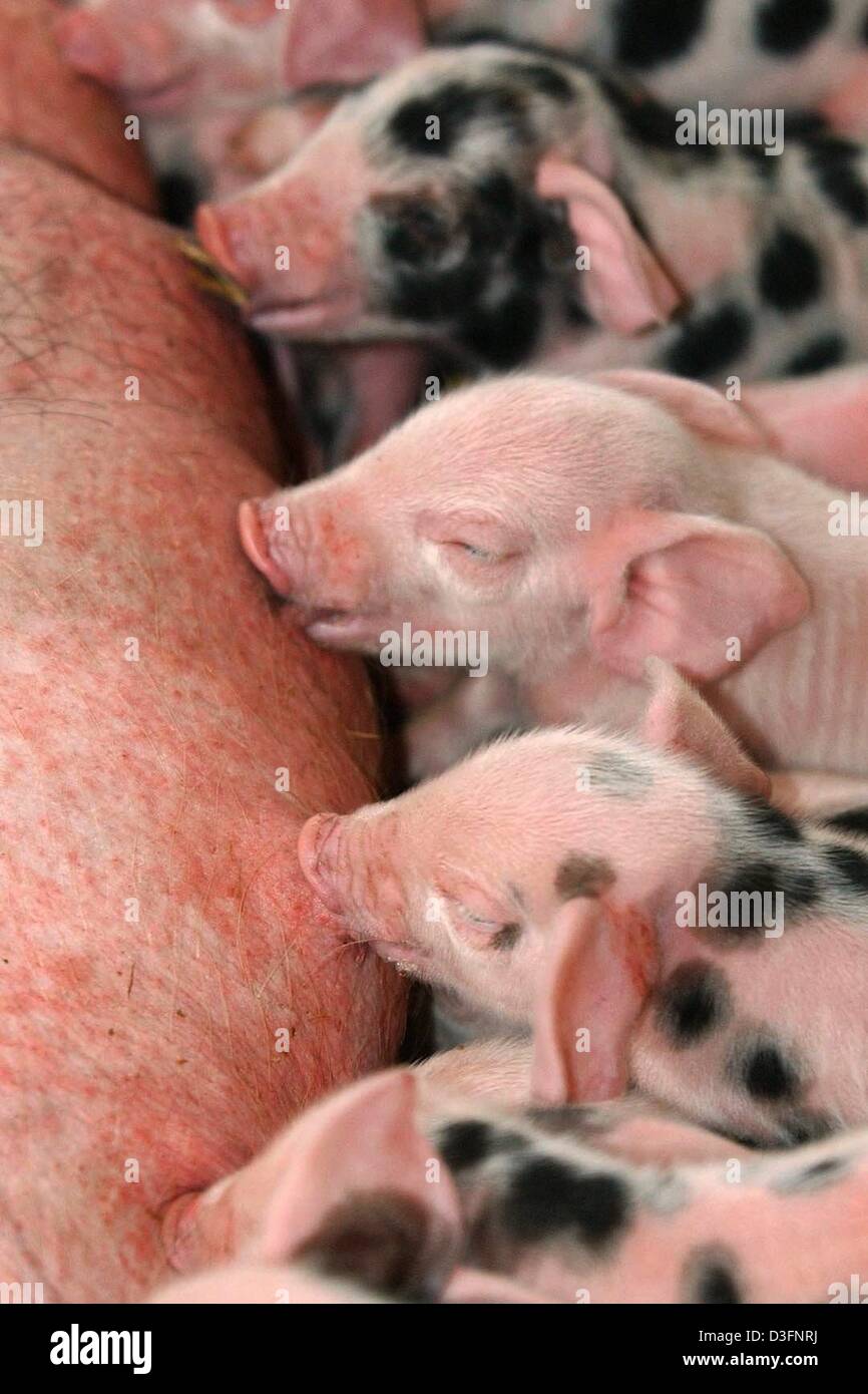 (Dpa) - säen Agathe, ein Schwein von dem deutschen Schwein Rasse Bunte Bentheimer (bunte Bentheimer), Lectates ihre Neugeborenen schwarz punktiert (daher "farbig der Namen") Ferkel im Zoo in Nordhorn, Norddeutschland, 4. März 2003. Das Rennen der Bunte Bentheimer Schweine ist vom Aussterben bedroht; in Deutschland gibt es nur 70 Schweine dieser Art. Agathes Wurf von 15 Ferkel kann helfen, sparen die Stockfoto