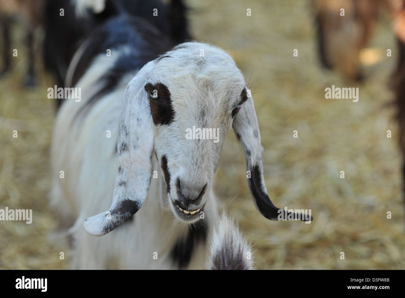 Schafe in Hof Stockfoto