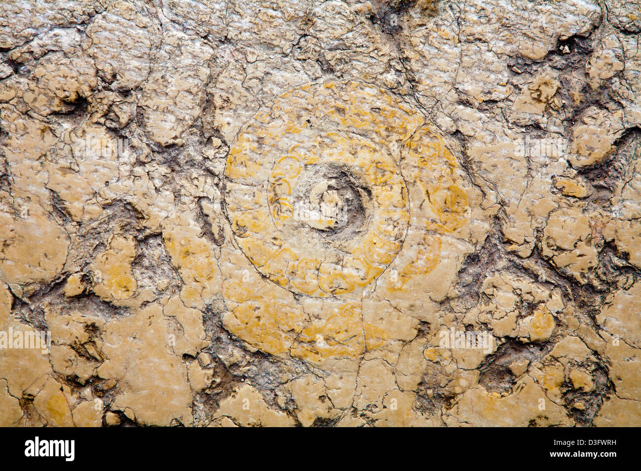 Verona - Detail der Amonit aus der Stadt Stockfoto