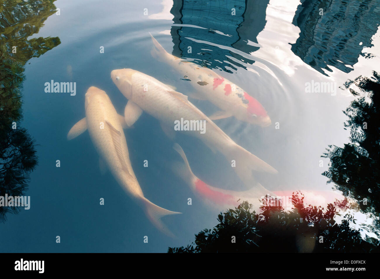 Reflection koi Fotos und Bildmaterial in hoher Auflösung Alamy