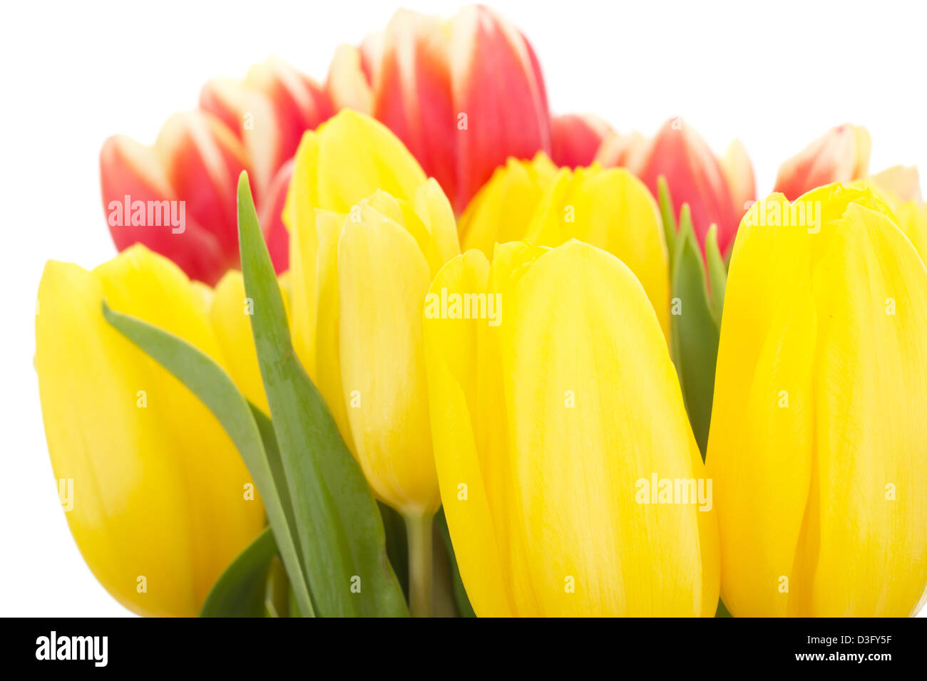 Reihe von Tulpen Stockfoto