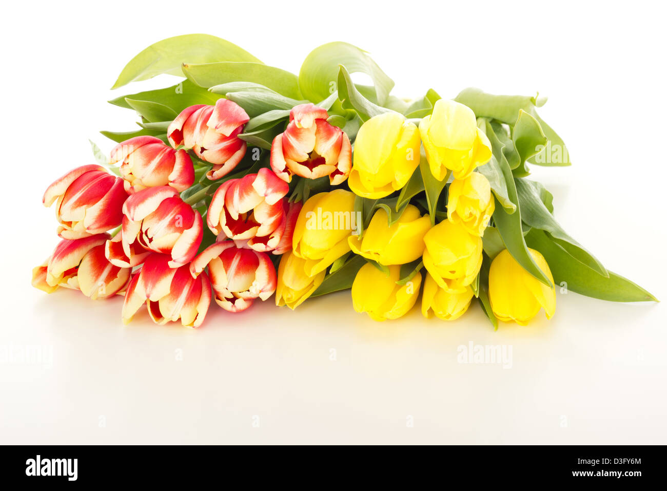 Reihe von Tulpen Stockfoto