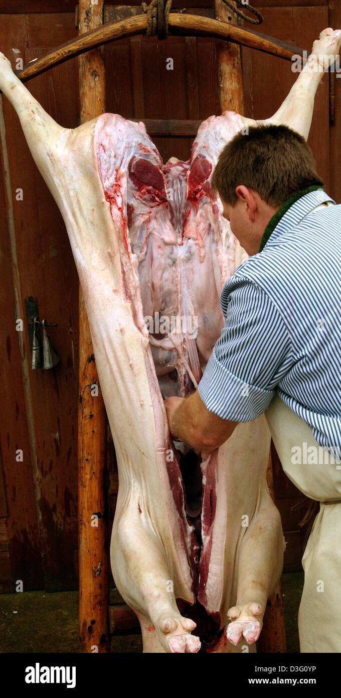 (Dpa) - ein Metzger arbeitet auf einem frisch geschlachteten Schwein auf einer Farm in Sieversdorf, Deutschland, 2. März 2003. In ländlichen Gebieten ist nach Hause Schlachtung sehr häufig auch heute noch. Abgesehen von Schweine Kaninchen und Hühner für den Heimgebrauch geschlachtet. Nach Hause Schlachtung ist nur erlaubt wenn das Fleisch im Haushalt verbraucht wird wo es allein geschlachtet. Es ist verboten, dieses Fleisch zu verkaufen. Wenn das Fleisch Stockfoto