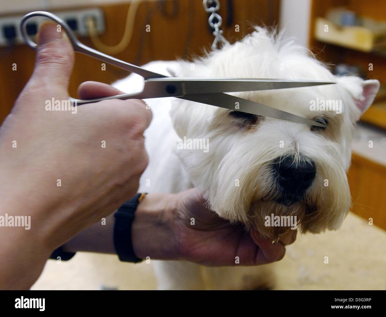 (Dpa) - der West Highland White Terrier Kessy hat ihre Haare schneiden in der Beauty-Salon für Hunde "Exquisit" in Berlin, 12. Februar 2003. Der Besitzer und Hund Kosmetikerin, Christel Balfanz ihr Geschäft seit 1971 läuft. Sie erhält einen Durchschnitt von vier bis fünf Hunde pro Tag und 10 Euro pro Stunde berechnet. Oft, arbeitenden Menschen am Morgen vorbei und lassen Sie ihre Hunde mit ihr bis zu den Stockfoto