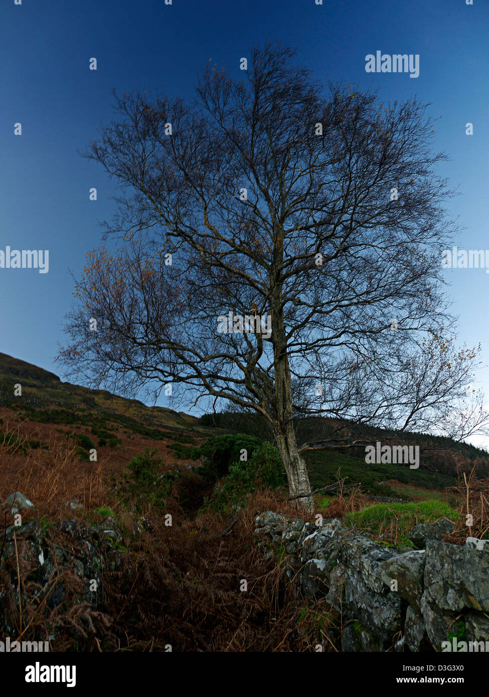 Einsamer Baum Carlingford Co. Louth, Irland Stockfoto