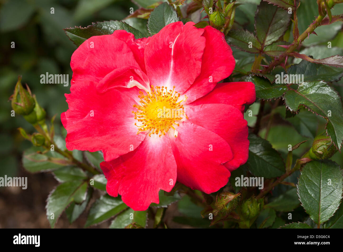 Floribunda-Rose "Rosa Hedge", Rosa, Rosengewächse Stockfoto