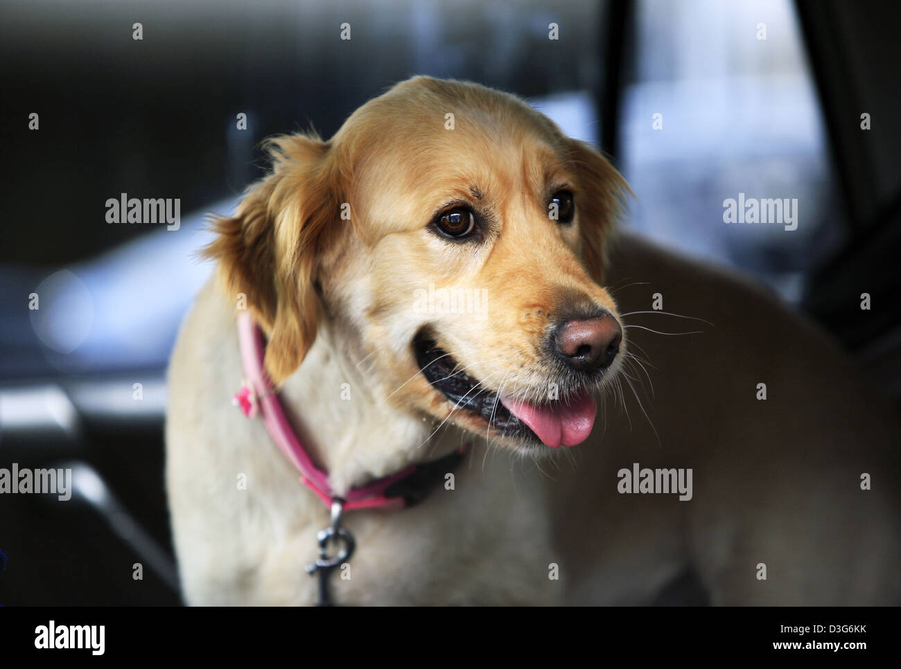 Labrador Golden Retriever im Autofenster Stockfoto