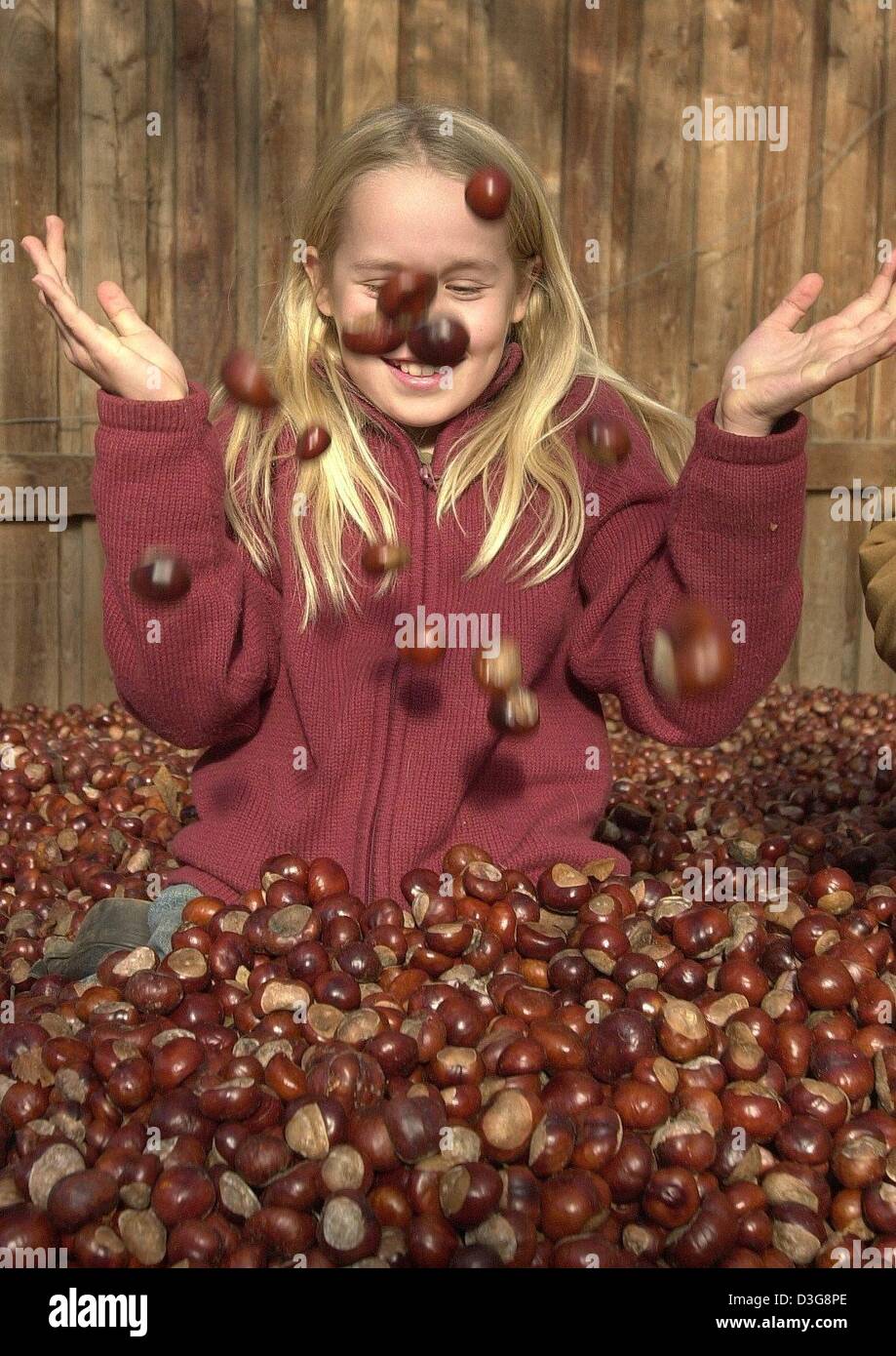 (Dpa) - Ricarda sitzt in einer großen Kiste und spielt mit Kastanien, in Kiel, Deutschland, 14. Oktober 2003. Kinder sammelte die Kastanien als Winterfutter für die Tiere. Stockfoto