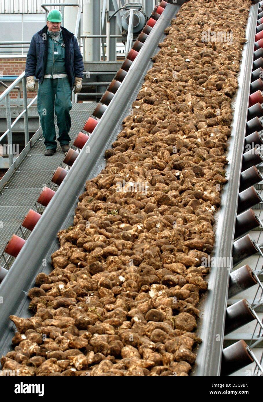 (Dpa) - Peter Moll prüft die wichtigsten Förderband auf dem Lagerplatz in der Zuckerraffinerie der Firma "Nordzucker" (Nord-Zucker) in Güstrow, Deutschland, 19. Oktober 2004.  Ein spezielles Gerät erkennt keine Metalle auf dem Förderband. Werks in Güstrow, gehört seit 1991 zur "Nordzucker", verarbeitet in diesem Jahr mit 830.000 Tonnen deutlich mehr Zuckerrüben als im Vorjahr. Stockfoto