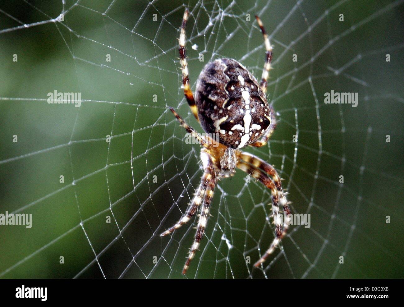 (Dpa) - eine Kreuzspinne wartet auf Beute im Zentrum von seiner Spinnennetz in Hannover, Deutschland, 5. Oktober 2004. Spinnen haben acht Beine, die im Kontrast zu den sechsbeinigen Insekten steht. Die vorderen Extremitäten des Kopfes, die große Kiefer Krallen dienen als Kiefer, die Beutetiere zu entreißen. Poison gießt in die Wunde, die entstand durch die Kralle und tötet die Beute fast augenblicklich. Stockfoto