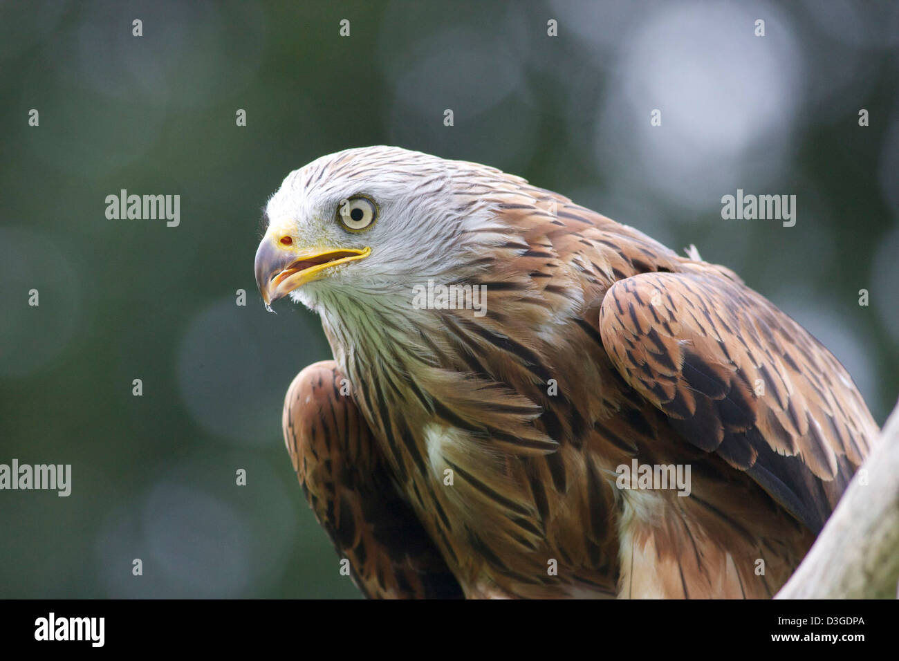 Nahaufnahme von einem Rotmilan Vogelkopf. Mid Wales Stockfoto