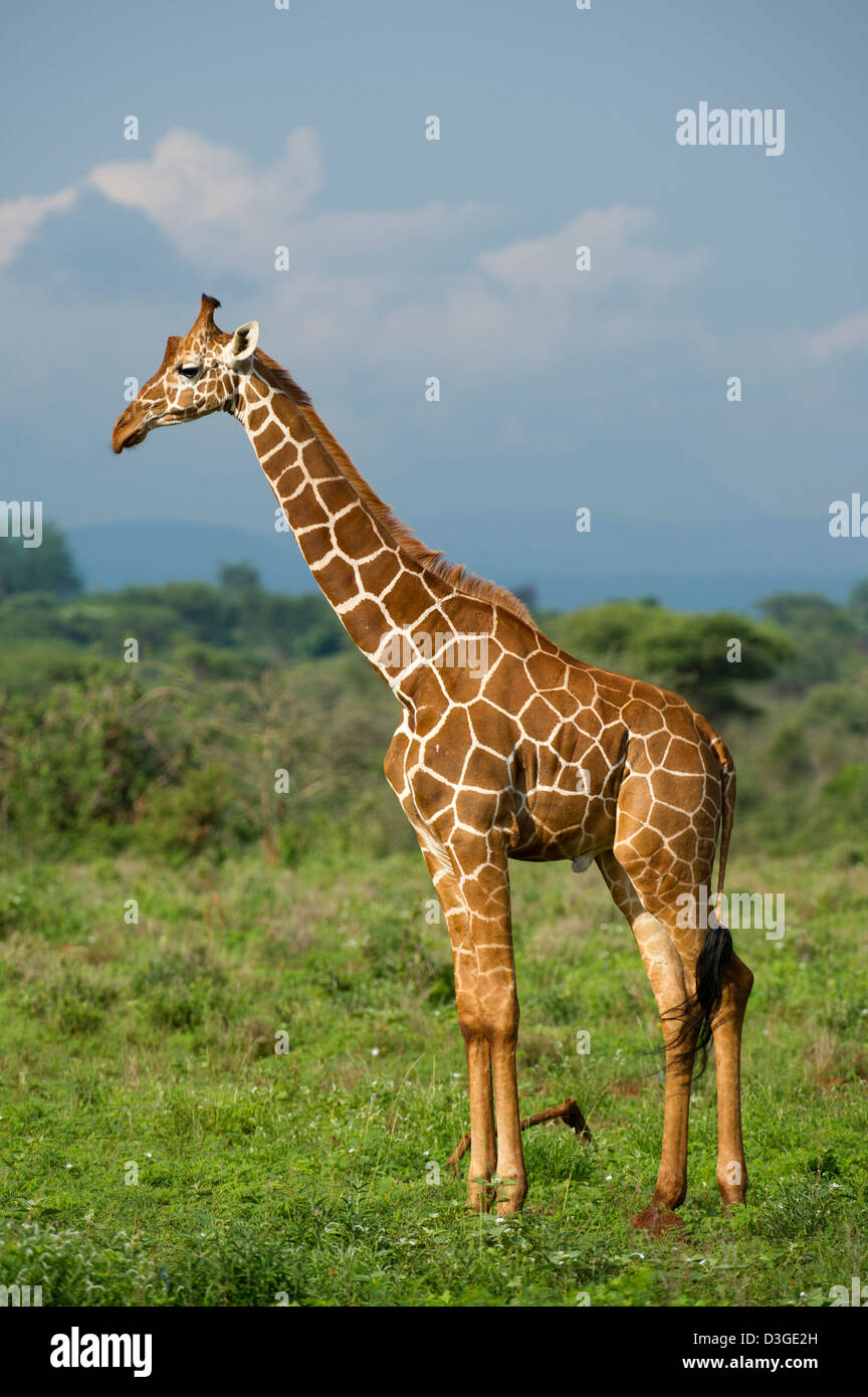 Giraffe (Giraffa Plancius Reticulata), retikuliert Meru Nationalpark, Kenia Stockfoto