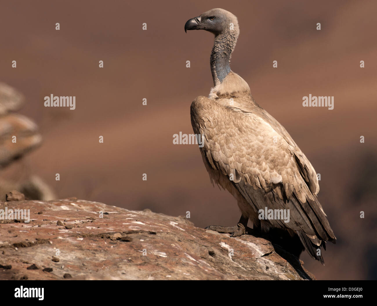 Kap-Geier auf Felsen thront Stockfoto