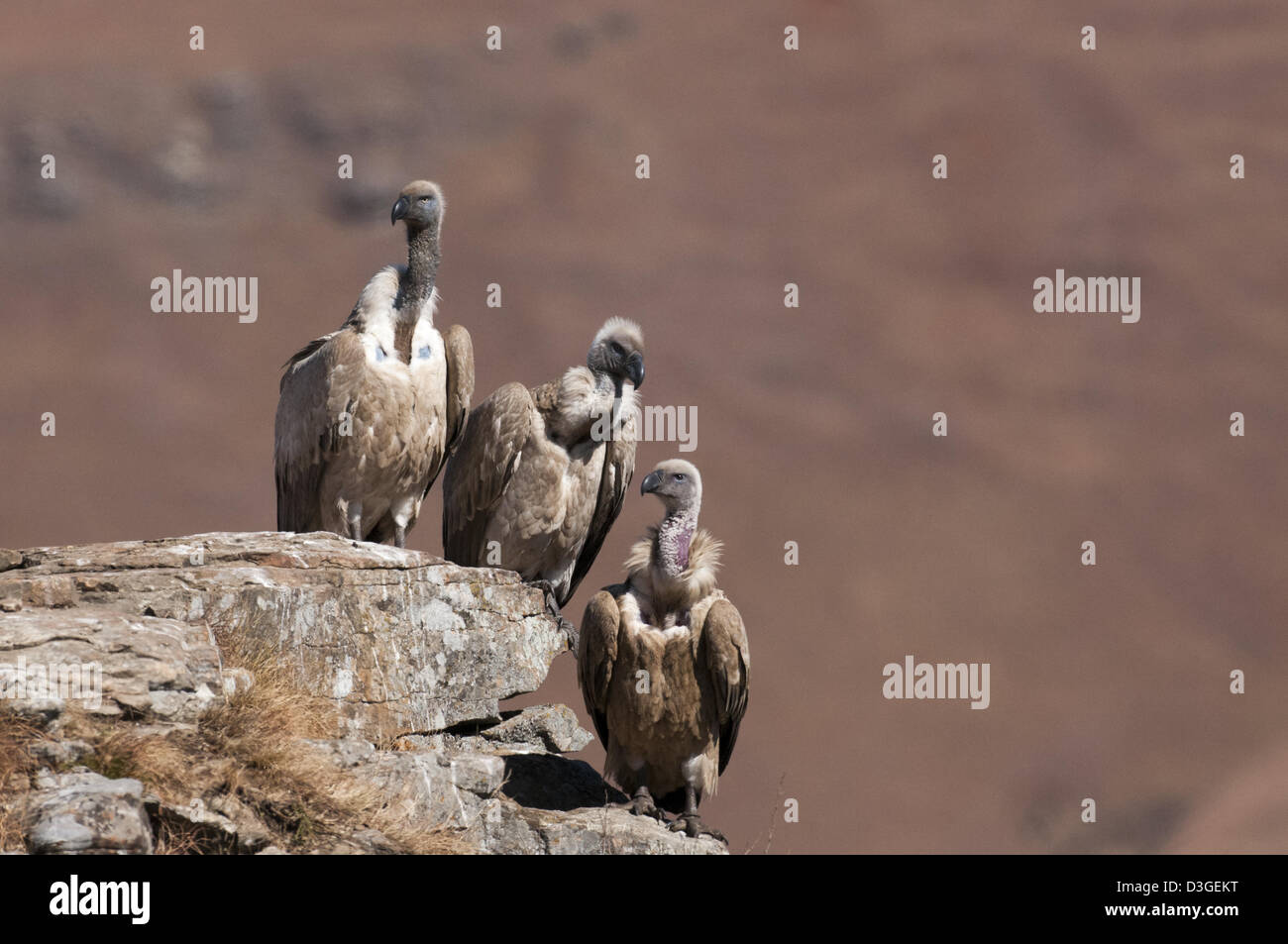 Kap-Geier auf Felsen thront Stockfoto