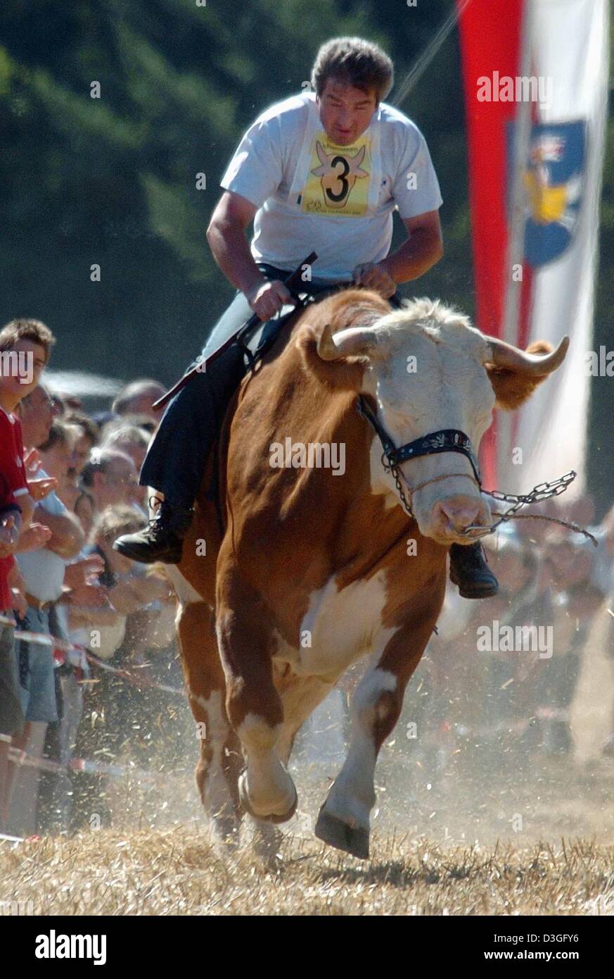 (Dpa) - Rennen ein Reiter auf seinem Ochsen im ersten Ochsen-Rennen in Hemau, Deutschland, Dienstag, 7. September 2004. Sechs Tiere nahmen an dem Rennen führte über einen 150 m langen Sprint Track. Stockfoto