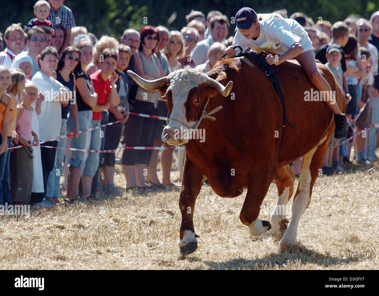 (Dpa) - Rennen ein Frau Reiter auf ihren Ochsen im ersten Ochsen-Rennen in Hemau, Deutschland, Dienstag, 7. September 2004. Sechs Tiere nahmen an dem Rennen führte über einen 150 m langen Sprint Track. Stockfoto