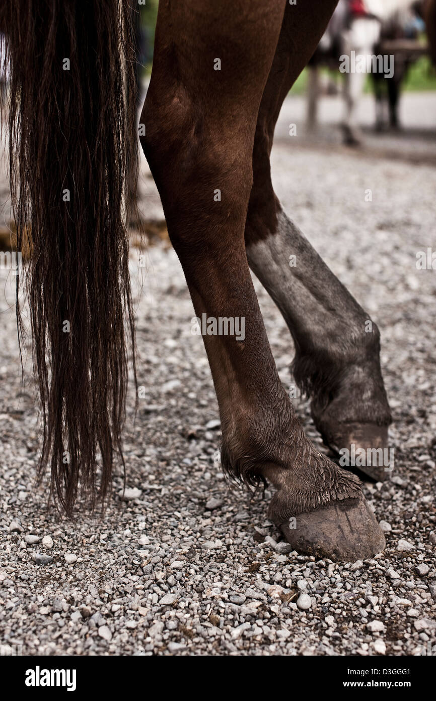 Pferde Fessel und Füße, Montana, USA Stockfoto Pferde Fessel und Füße, Montana, USA Stockfoto