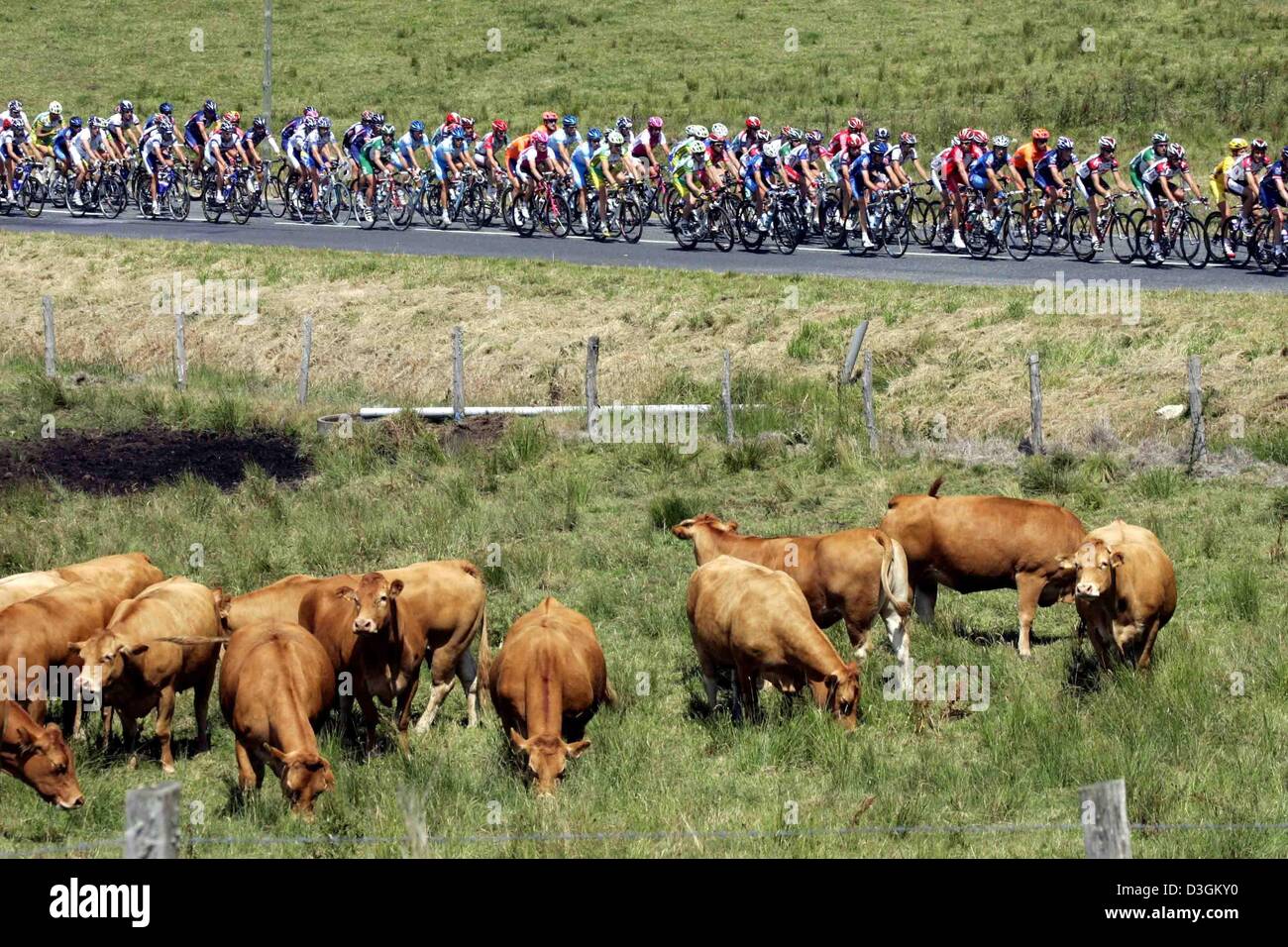 (Dpa) - das Hauptfeld geht eine Gruppe von Kühen während der 10. Etappe der Tour de France-Radrennen in Frankreich, 14. Juli 2004. Die erste bergige Etappe der Tour führt durch das Zentralmassiv von Limoges zu Saint-Flour. Mit 237 km ist es auch die längste Etappe der Tour 2004. Stockfoto