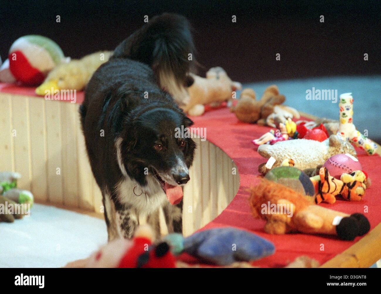 Rico border collie -Fotos und -Bildmaterial in hoher Auflösung – Alamy