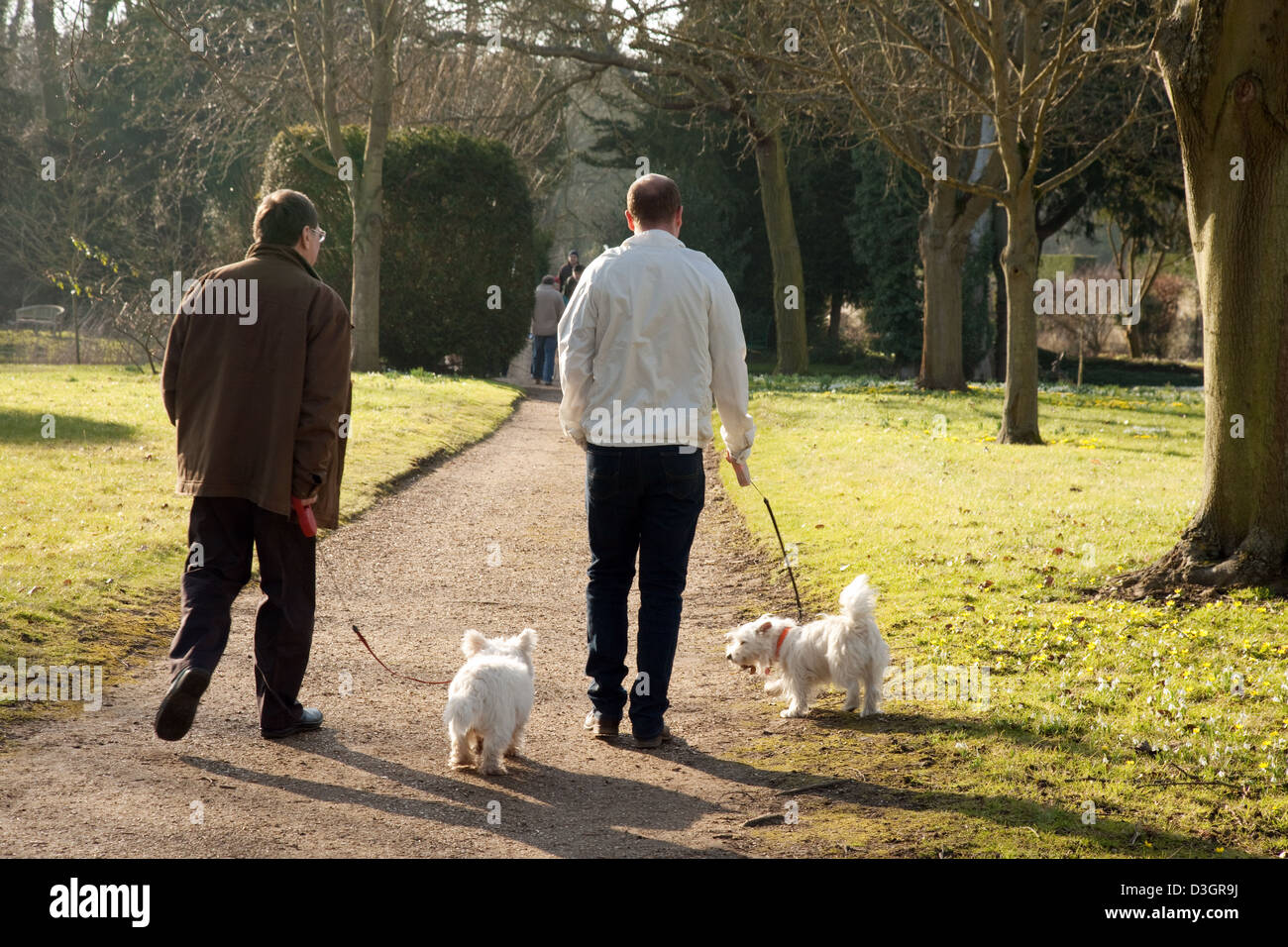 Zwei Männer gehen zwei Hunde (Terrier) von hinten, im Frühjahr, England, UK Stockfoto