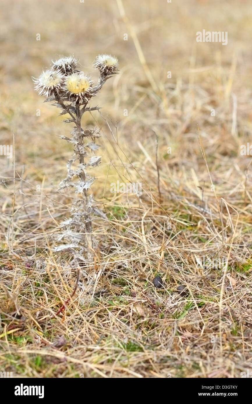 Artenschutz - sehr seltene Pflanze - stammlose Carline Distel Blume (Carlina Vulgaris) Stockfoto