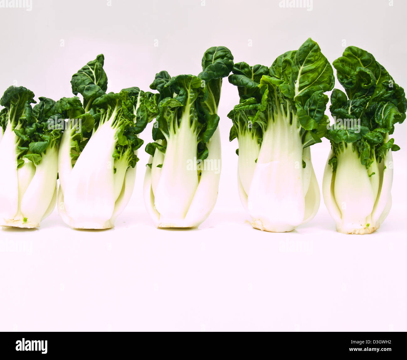 Handvoll frische Baby Bok Choy, Brassica Rapa Chinensis, isoliert auf weißem Hintergrund Stockfoto